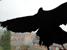 bull mengers cecilia de jong kunst